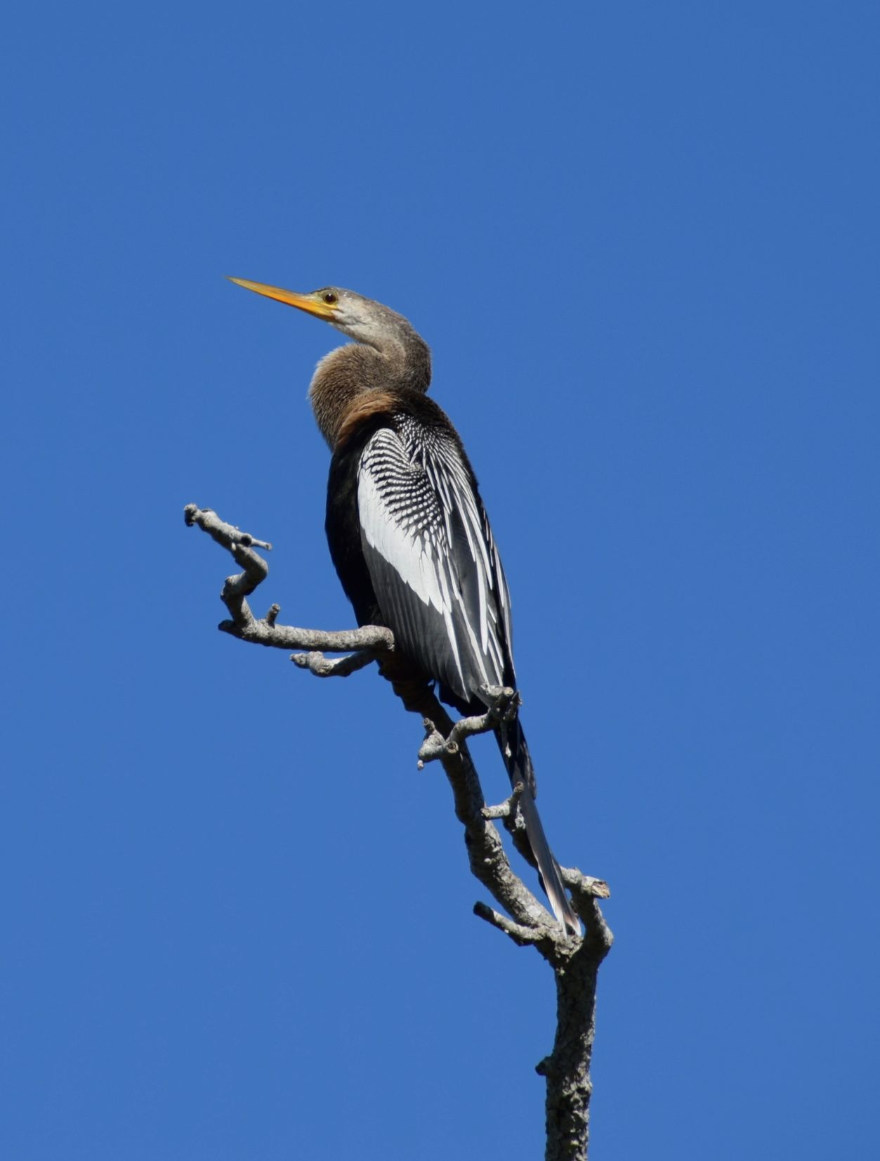 Anhinga